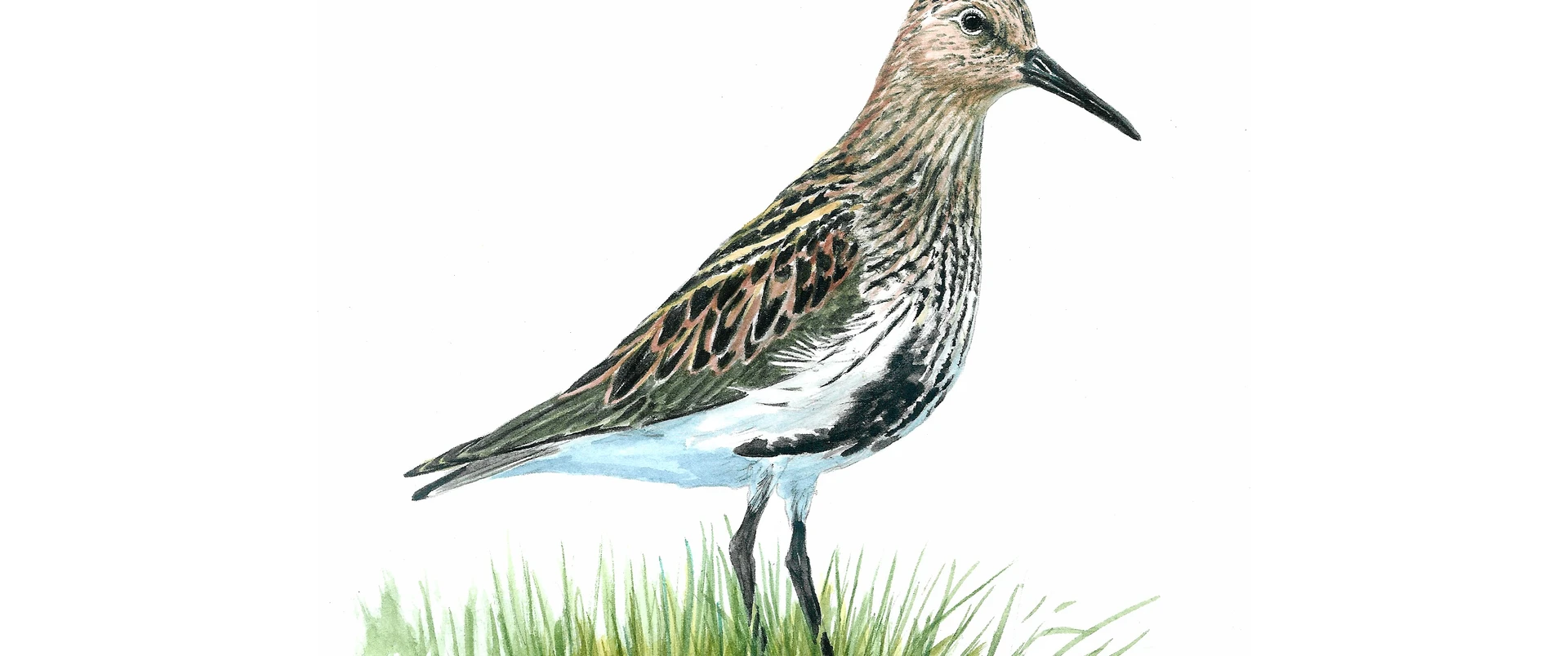 Dunlin