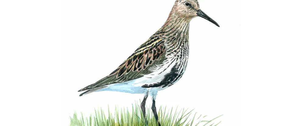 Dunlin