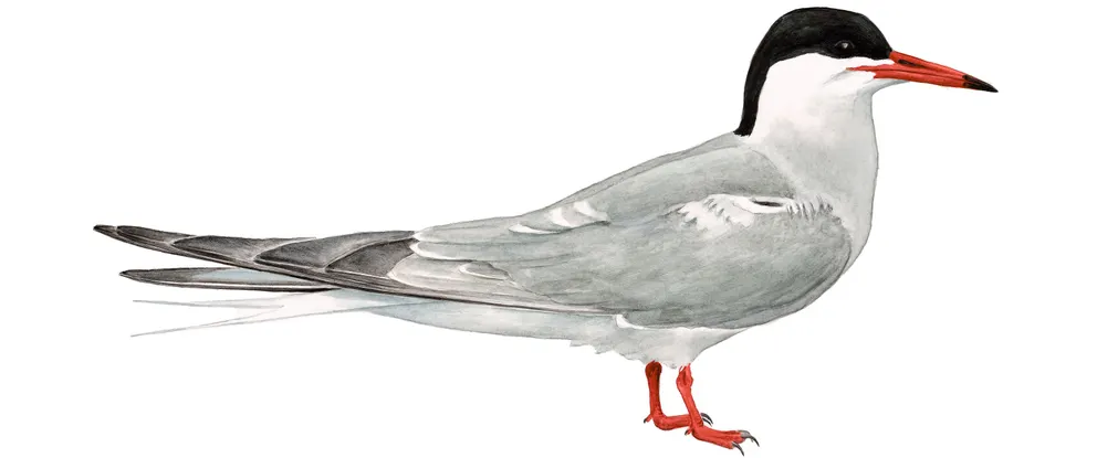 Common tern