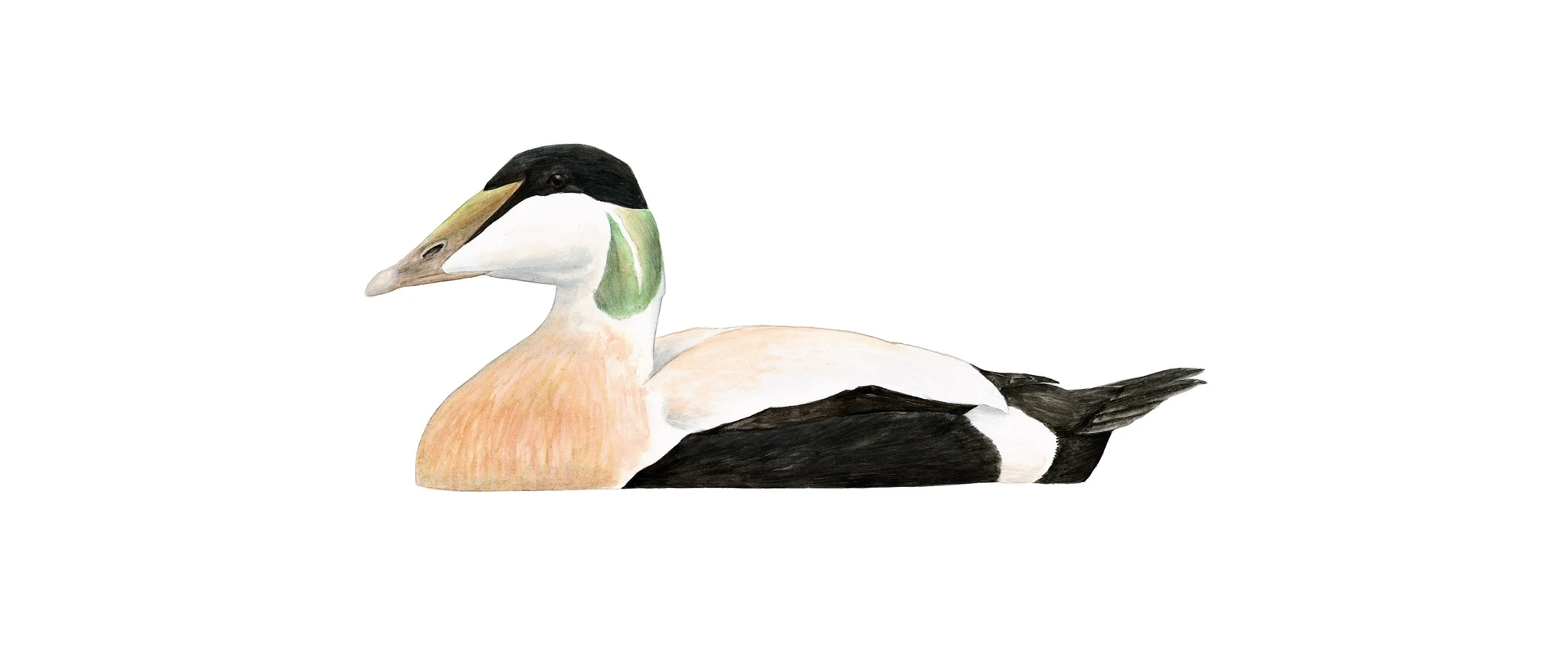 Common eider