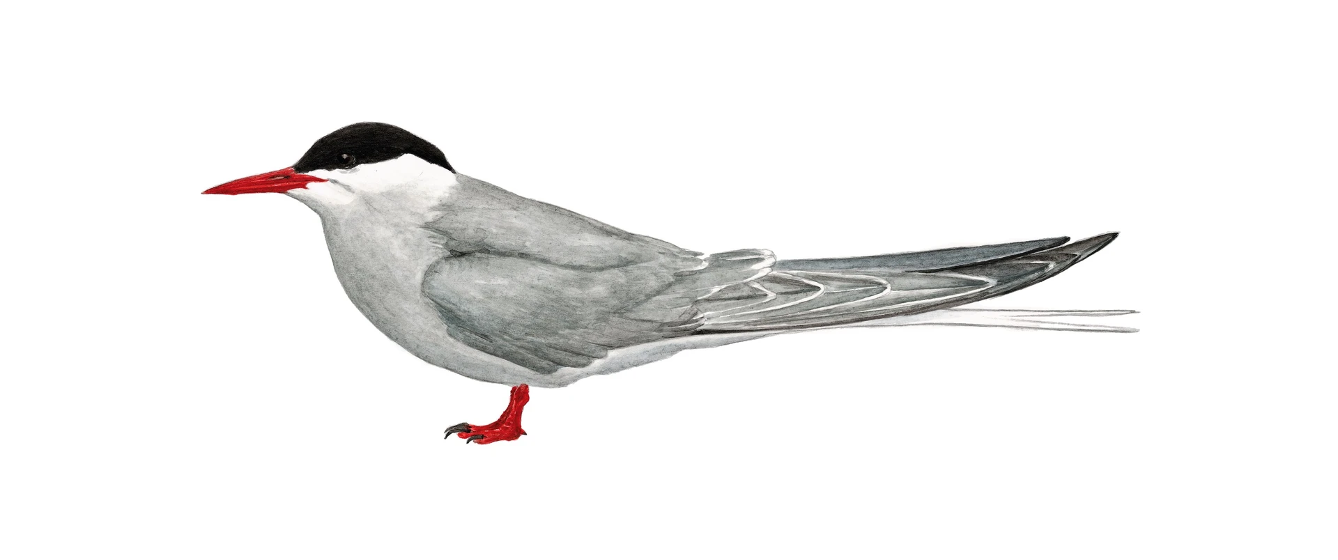 Arctic tern