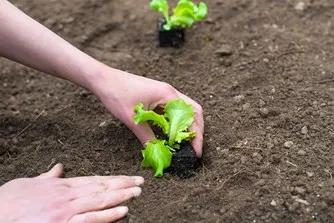 Planer, der vokser i jord med kompost