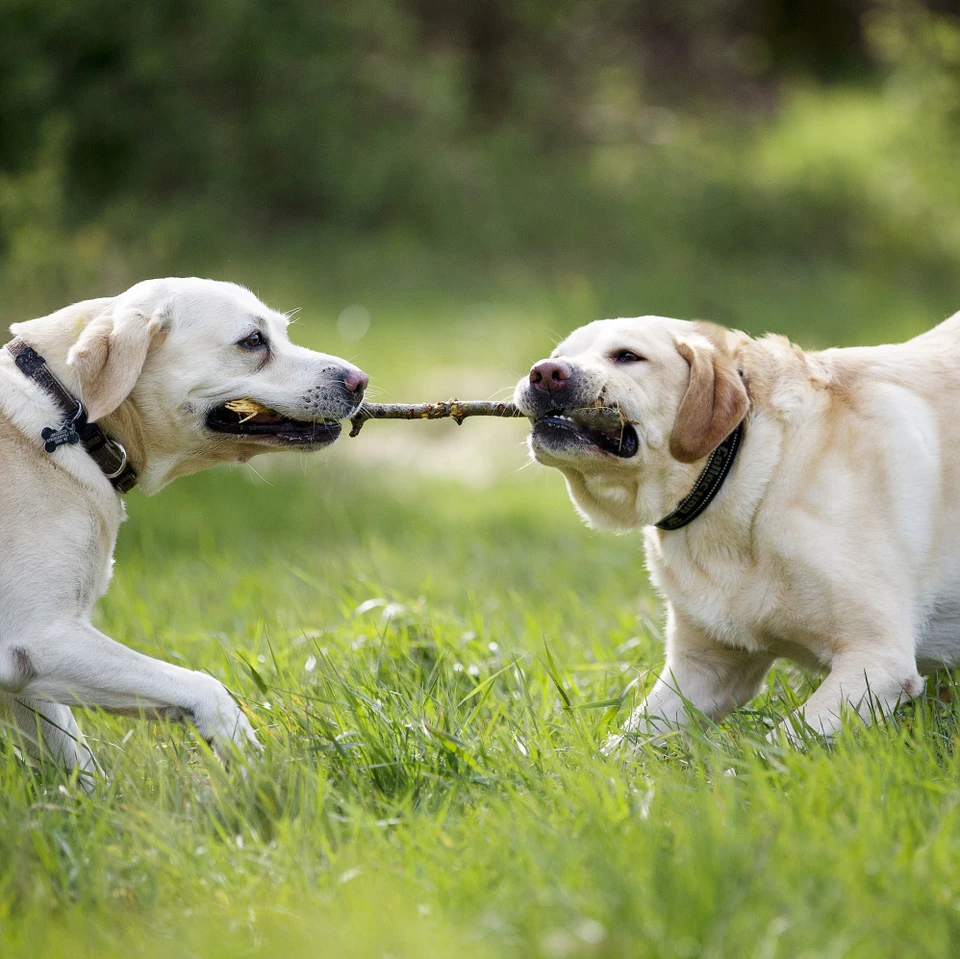 Hunde leger i hundeskoven i Staurby Skov