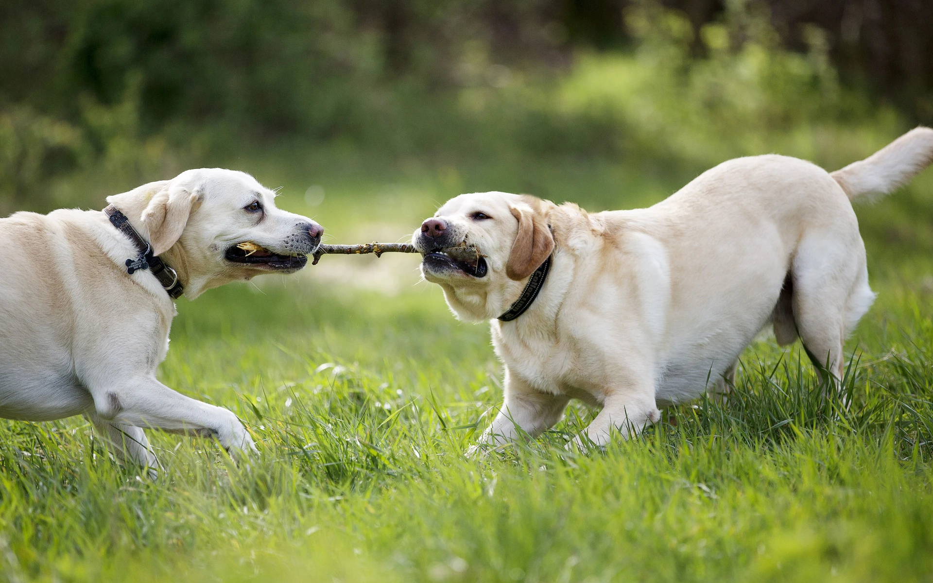 Hunde leger i hundeskoven i Staurby Skov