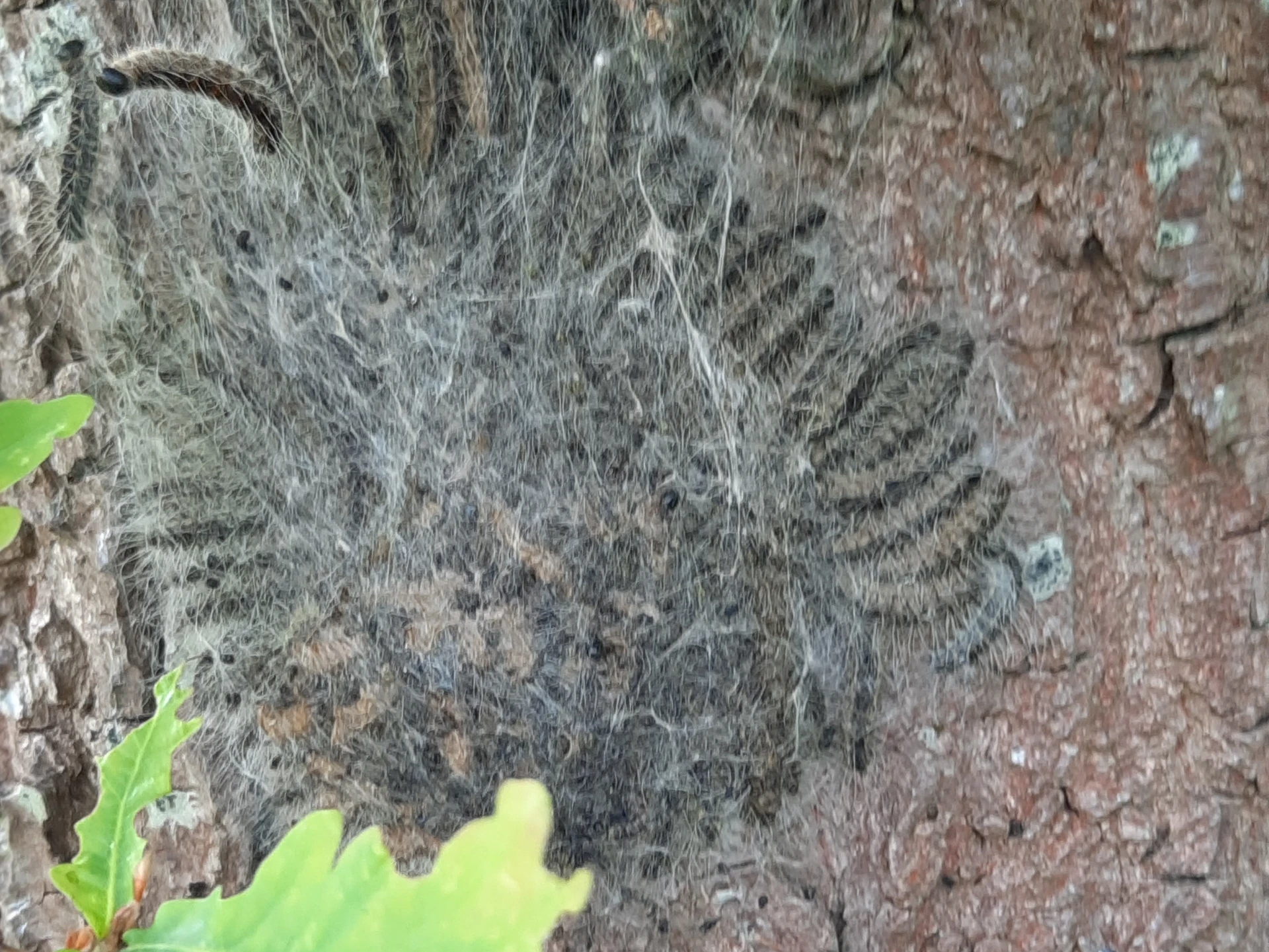 Egeprocessionsspinder