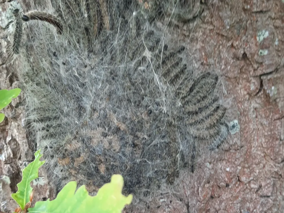 Egeprocessionsspinder