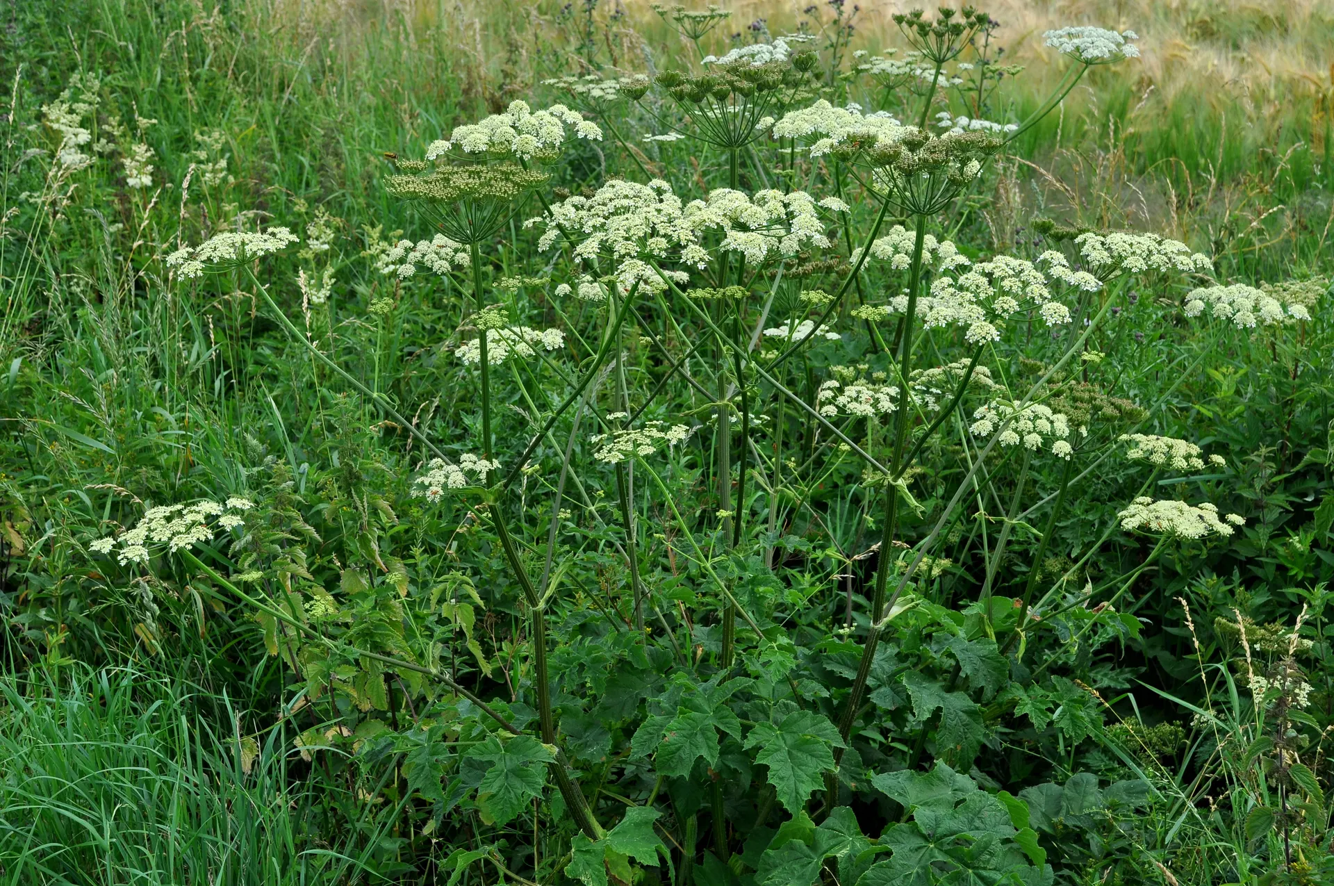 Grønblomstret bjørneklo