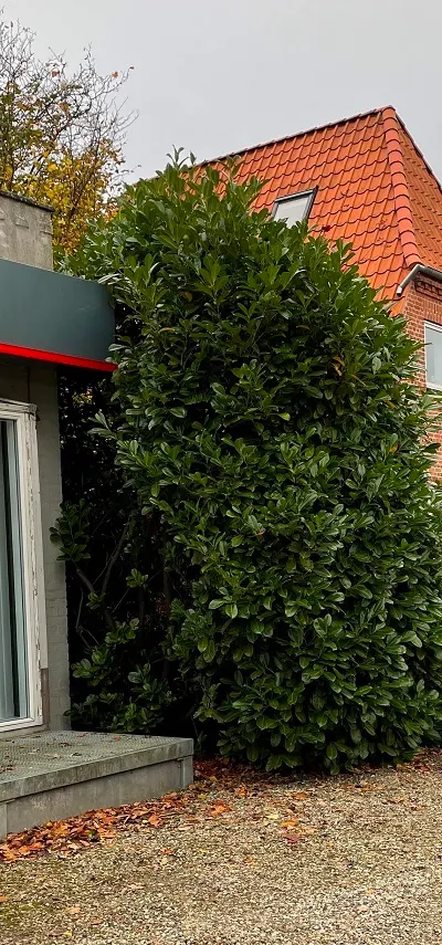 Bygningsnær bevoksning