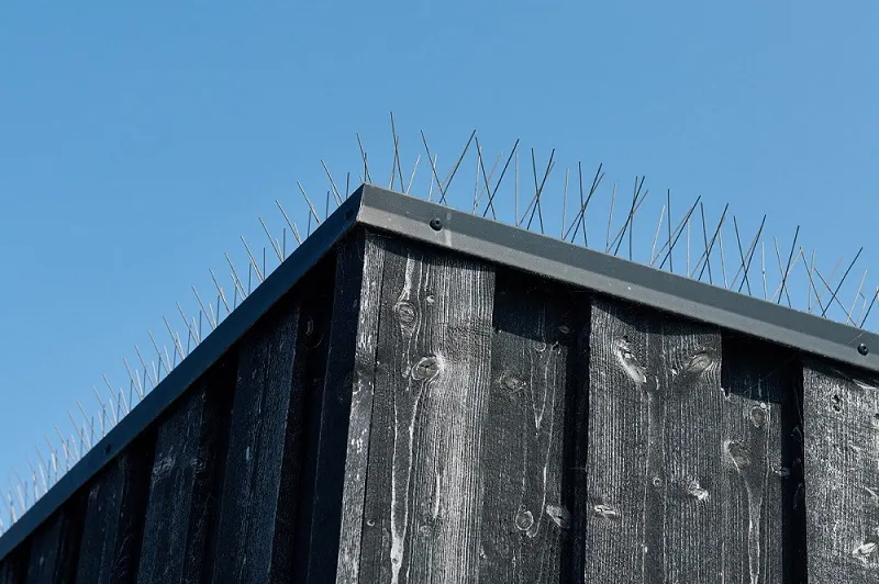 Pigge til forebyggelse af mågers redebygning