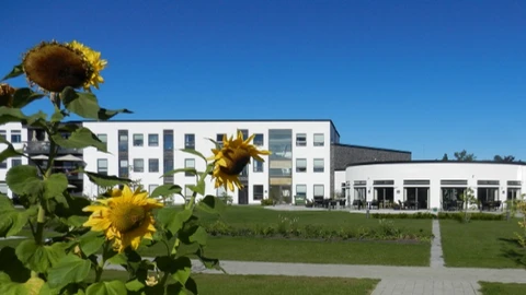 Violskrænten