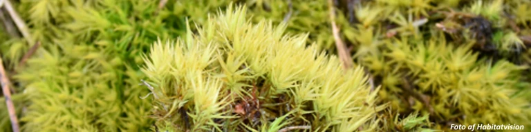 Almindelig kløvtand Dicranum scoparium