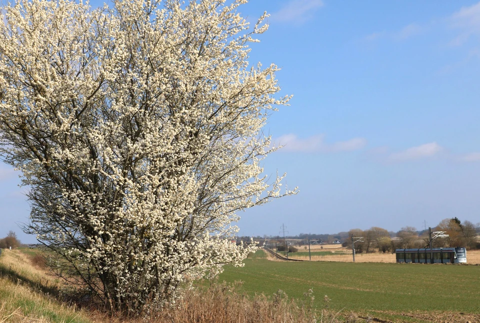 Letbanen med blomstrende træ