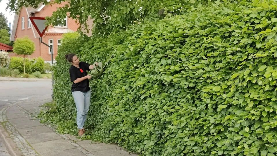 Kvinde klipper hæk
