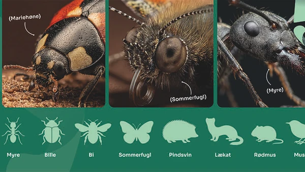 Billede af insekter
