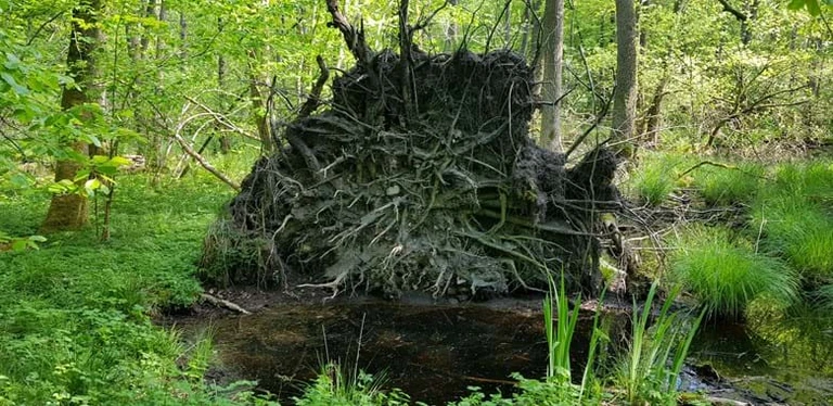 Henlagt træ i urørt skov