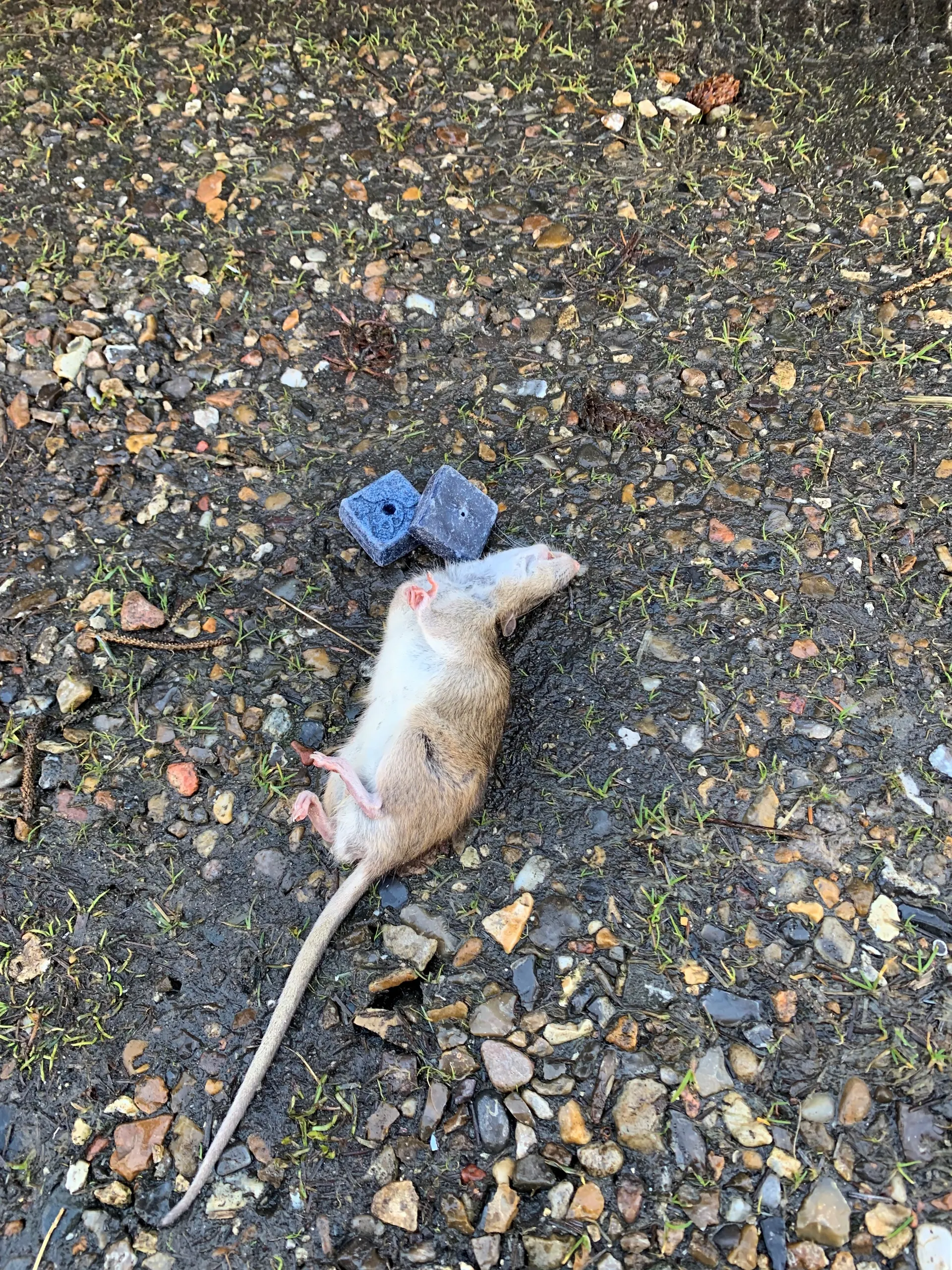 Død rotte